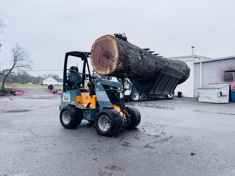 Tree Removal