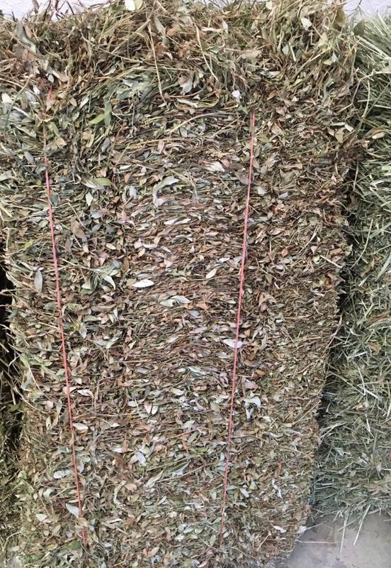 Alfalfa Hay