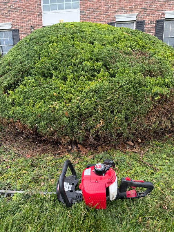 Hedge Trimming & Topiary