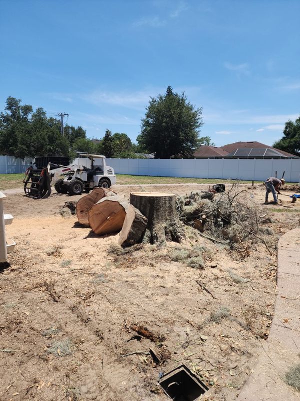 Tree Removal