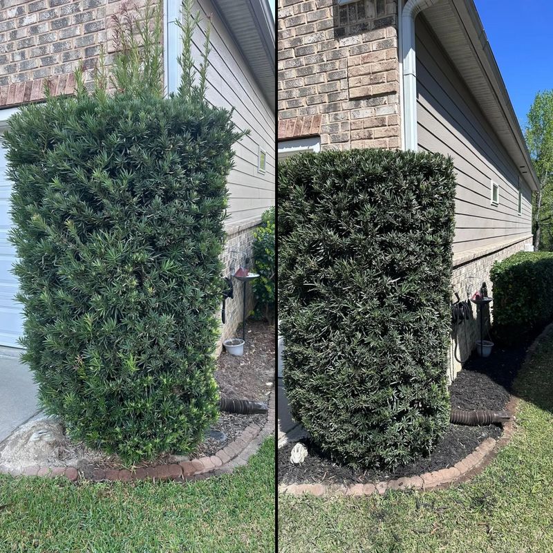 Shrub Trimming