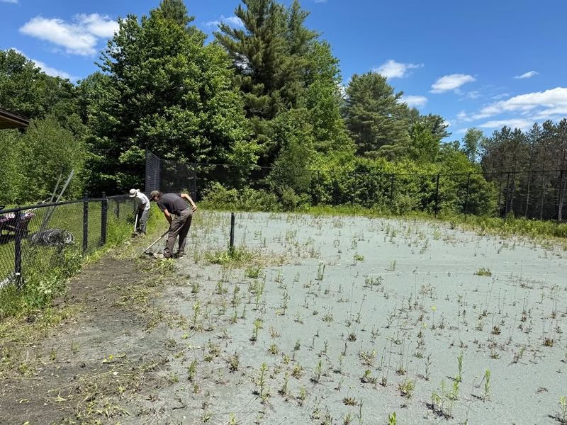 Weed Removal