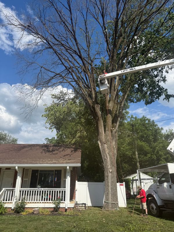 Tree Trimming