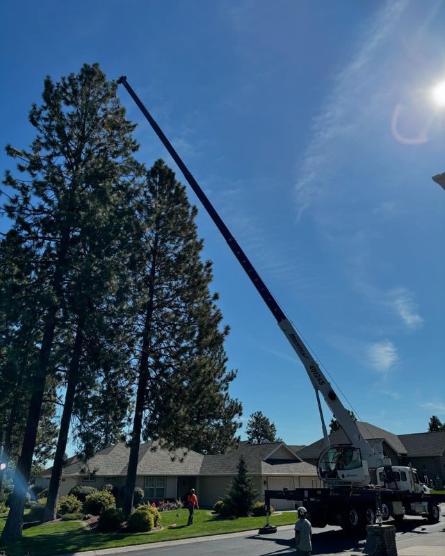 Crane-Assisted Tree Removal
