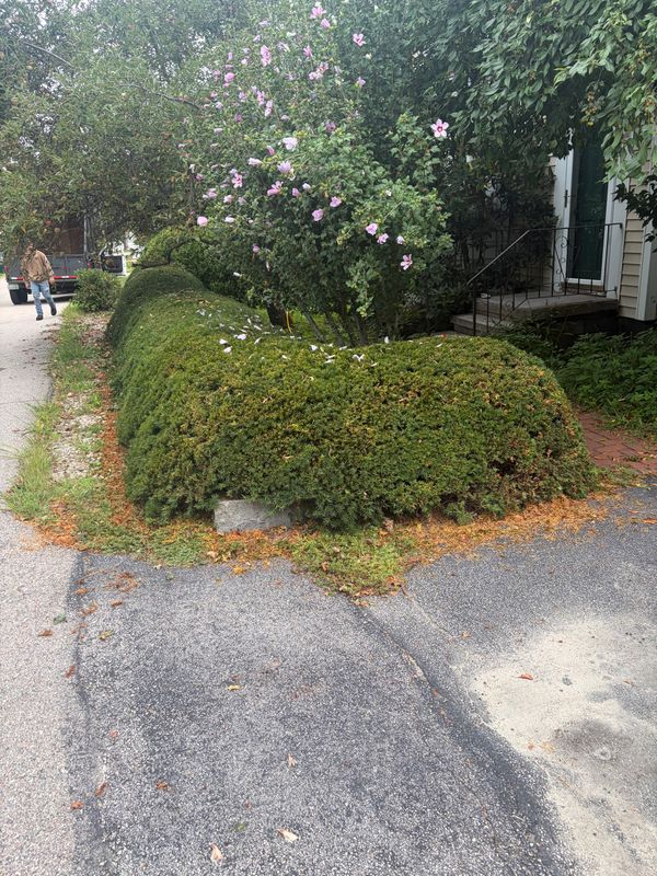 Tree Trimming & Cutting