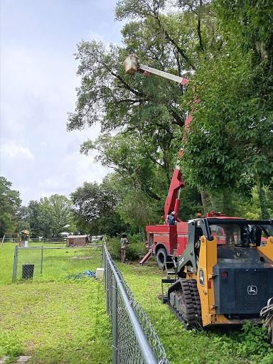 Tree Trimming