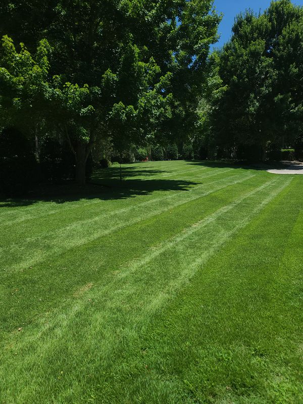 Lawn Maintenance