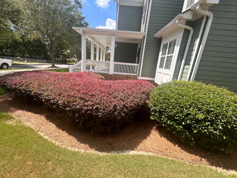 Shrub Trimming