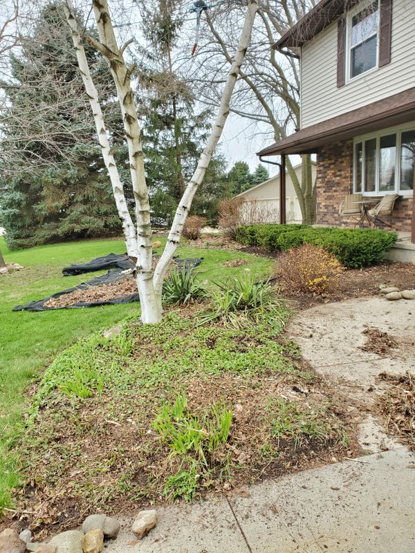 Spring Clean Up