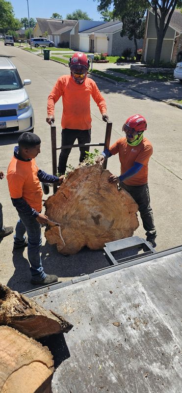 Tree Removal gallery