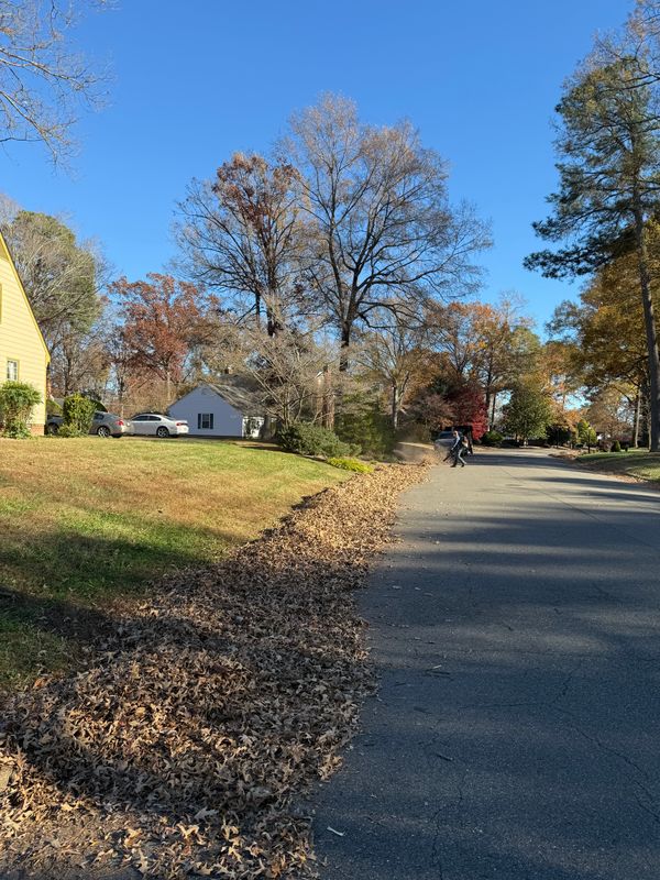 Leaf Removal