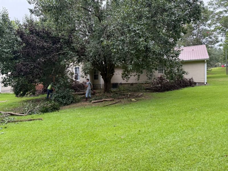 Tree Trimming