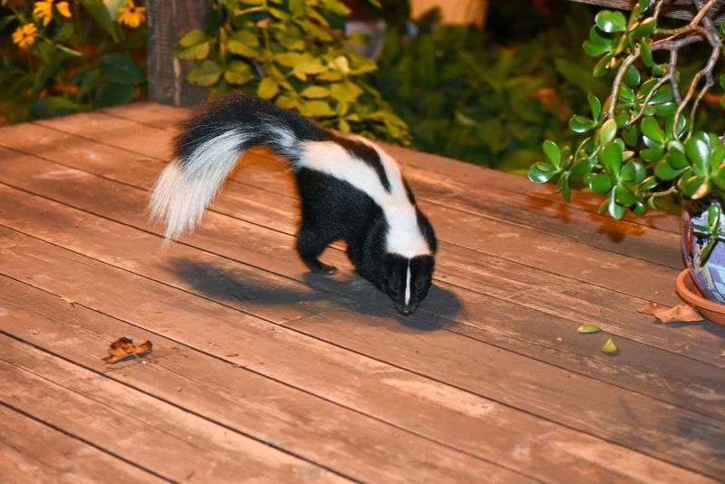 Skunk removal