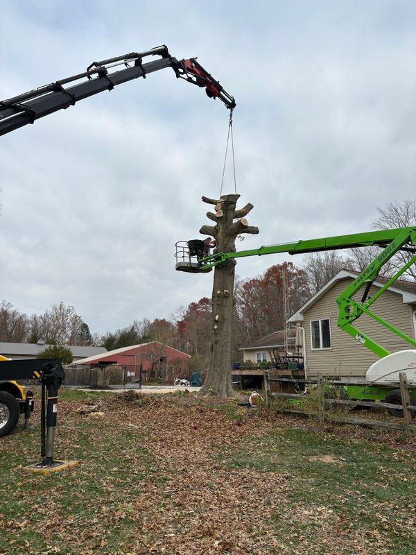 Tree Removal