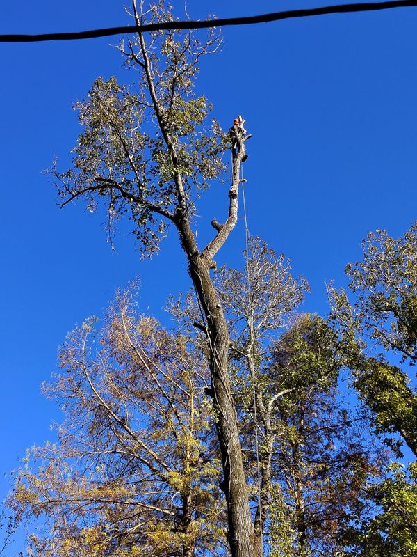 Tree Services