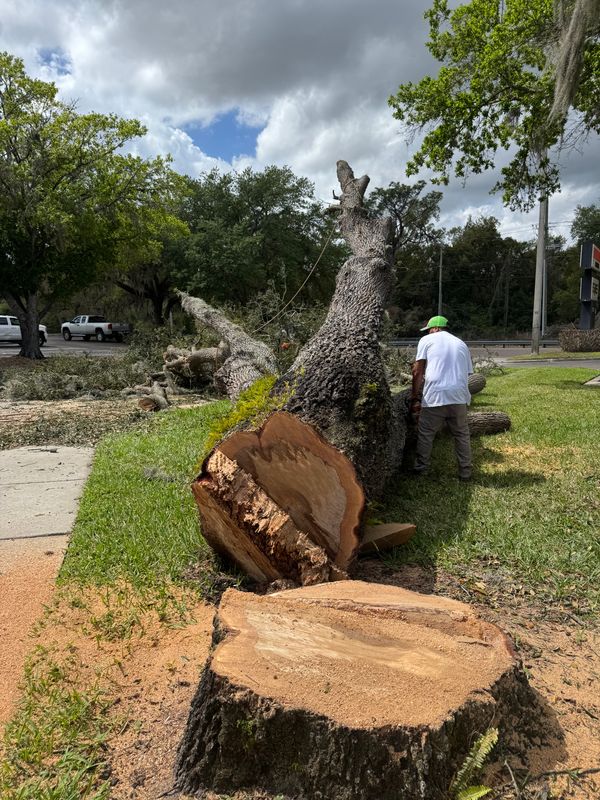 Transformative Tree Removal by KS Property Care