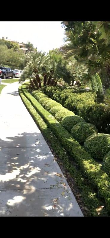 Shrub Trimming