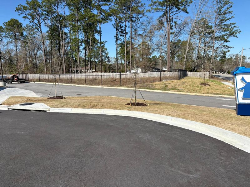 Tree & Shrub Care