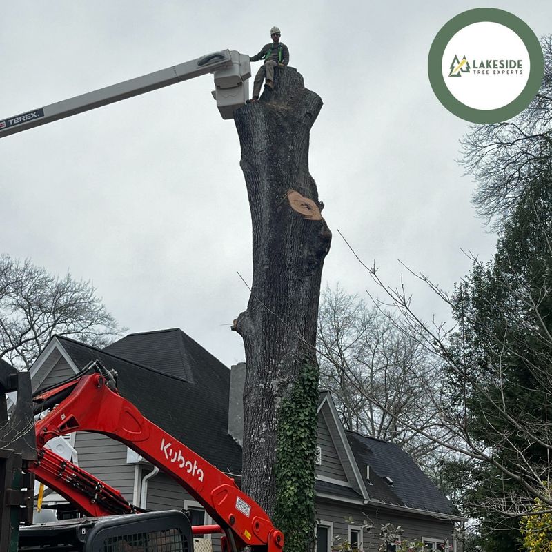 Tree Trimming
