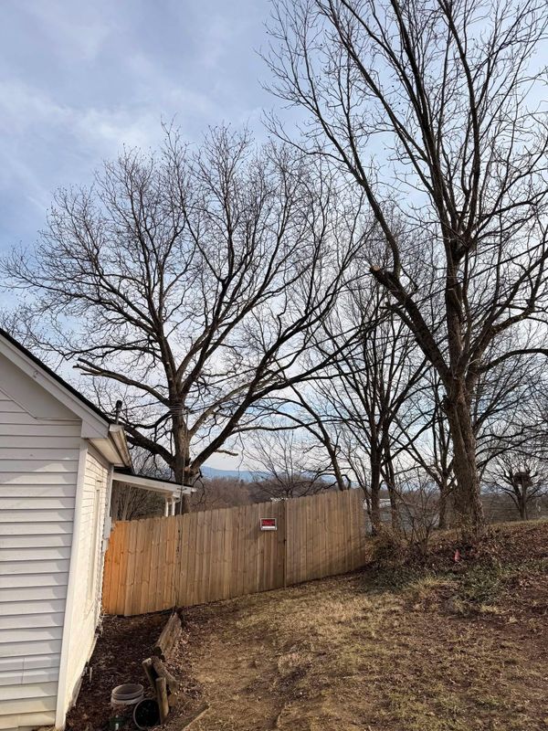 Tree Trimming