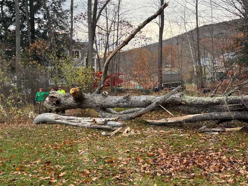 Stump Removal