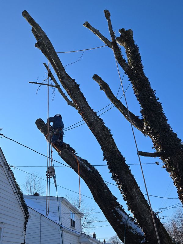 Tree Removal