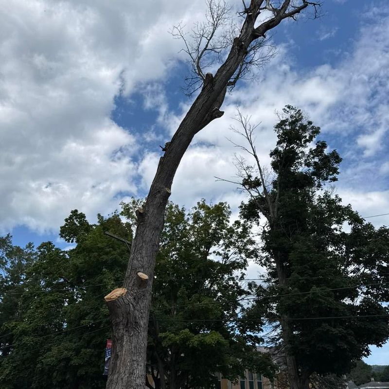 Tree Trimming