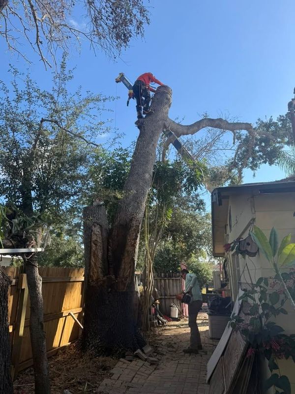 Tree Trimming