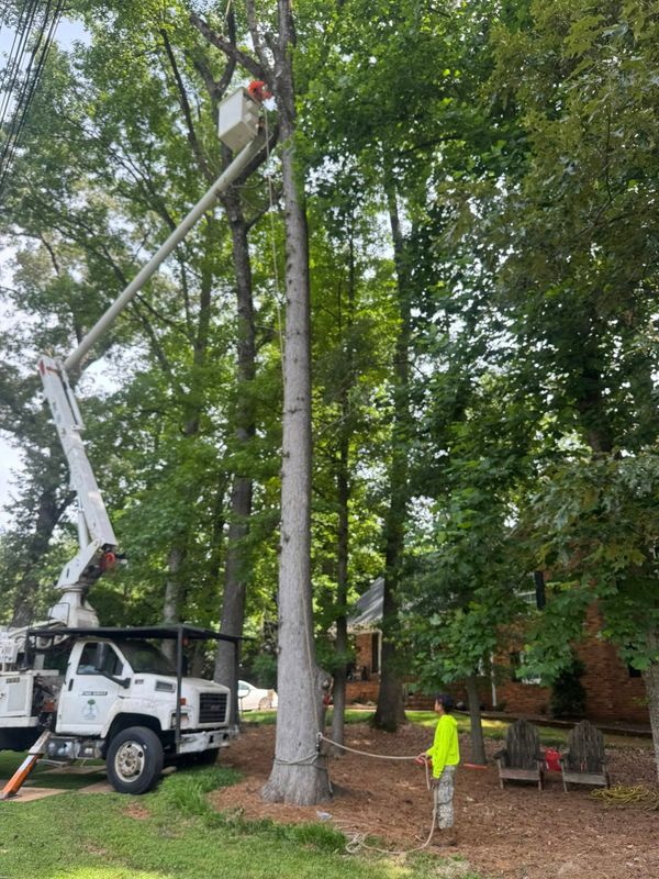 Tree Services