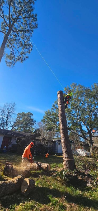 Tree Trimming