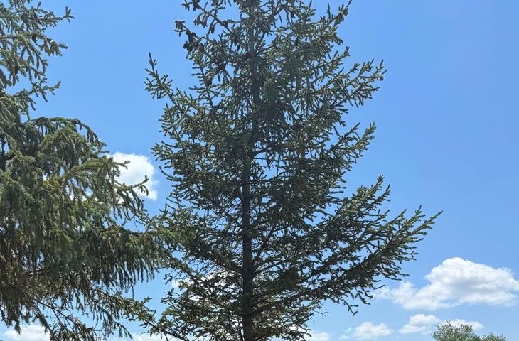 Four Small Evergreens Removed in Le Claire