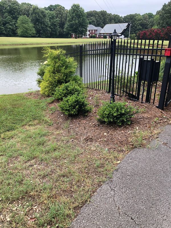 Tree & Shrub Care