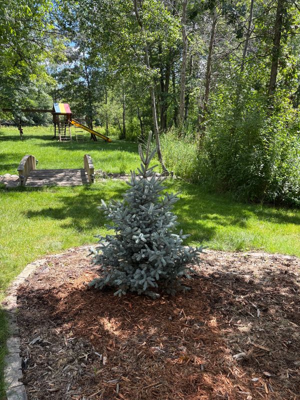 Tree and Shrub Care