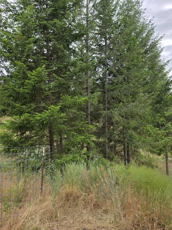 Tree Trimming