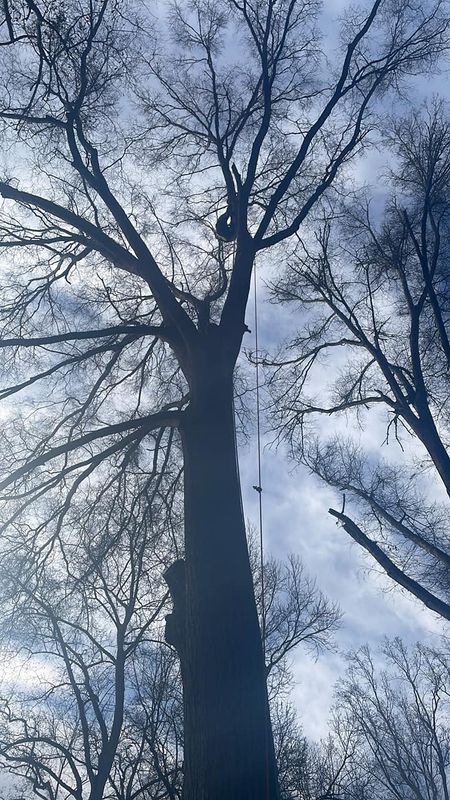 Tree Trimming