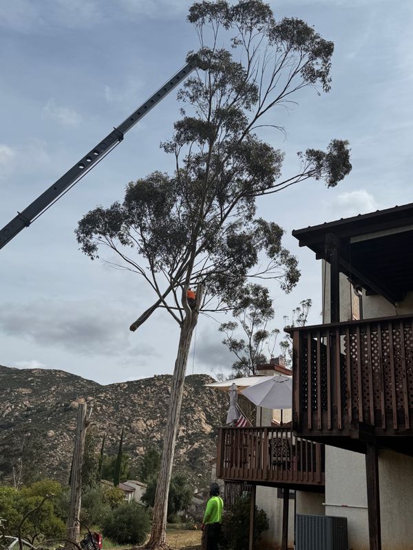 Tree Removal