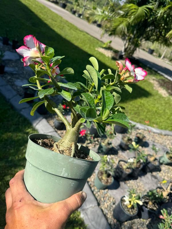 Plant Installation