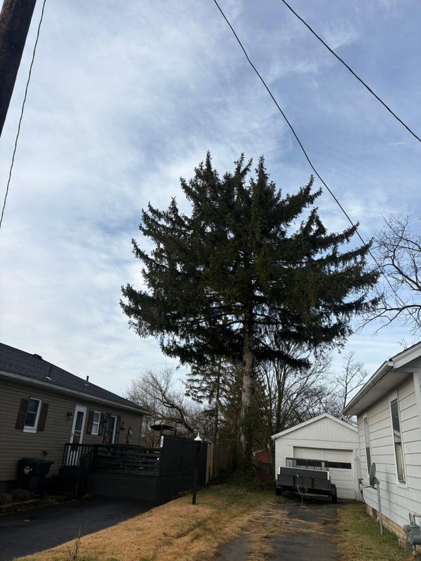 Tree Removal