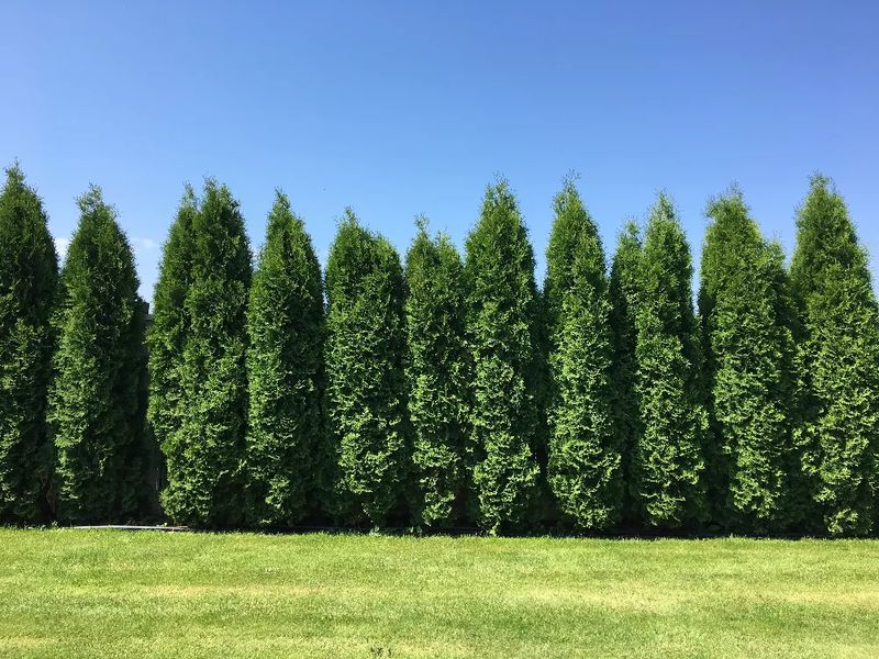 Privacy Trees