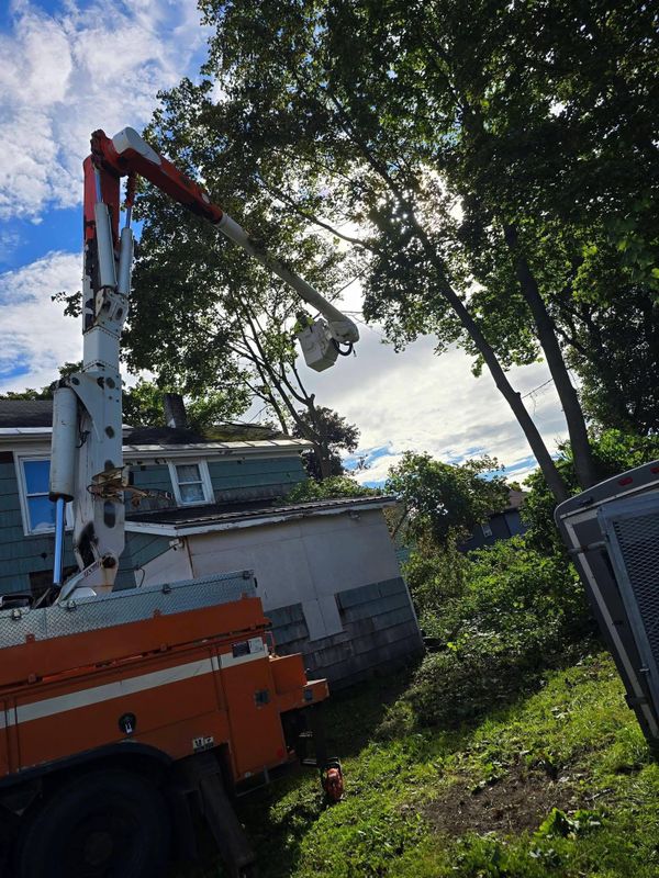 Stump Grinding