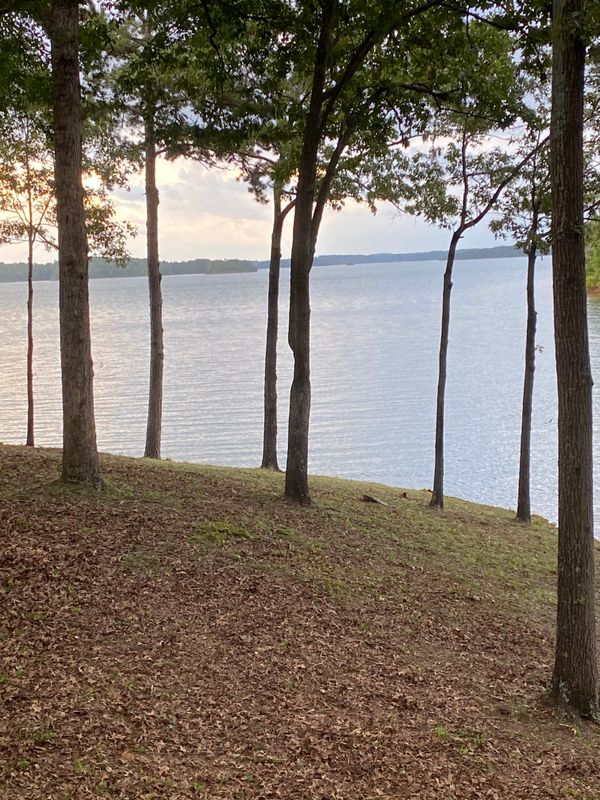 Corp Property Underbrushing