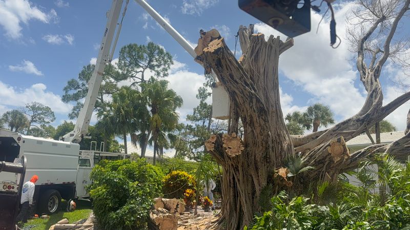 Tree Removal