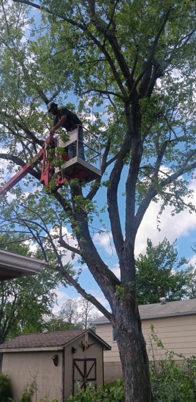 Tree Trimming