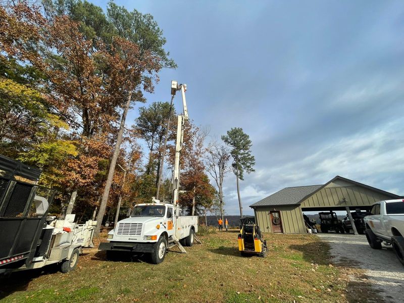 Other Tree Services