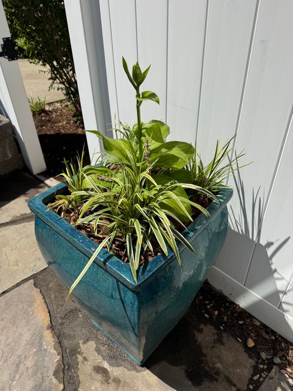 Planting gallery