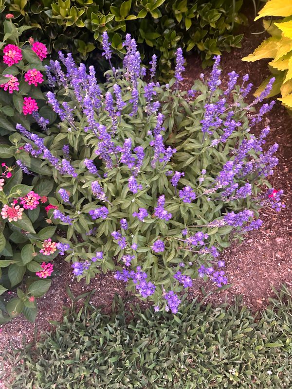 Plantings