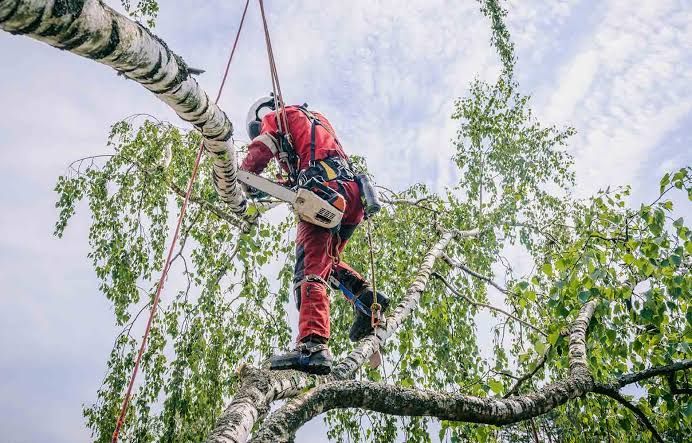 Tree Trimming