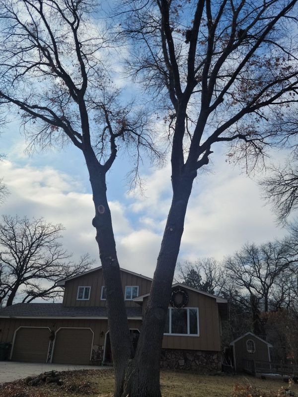 Tree Removal
