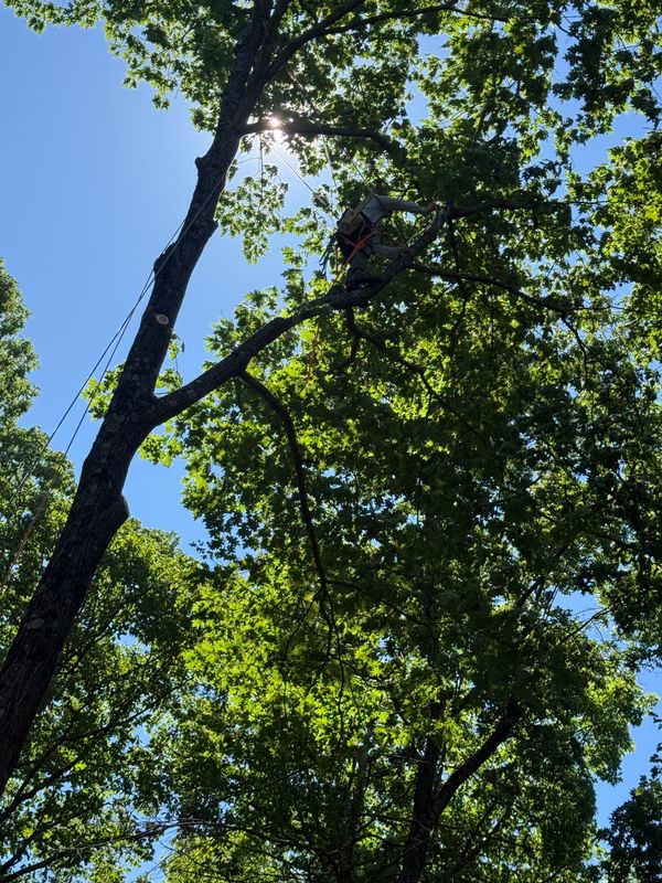 Tree Trimming