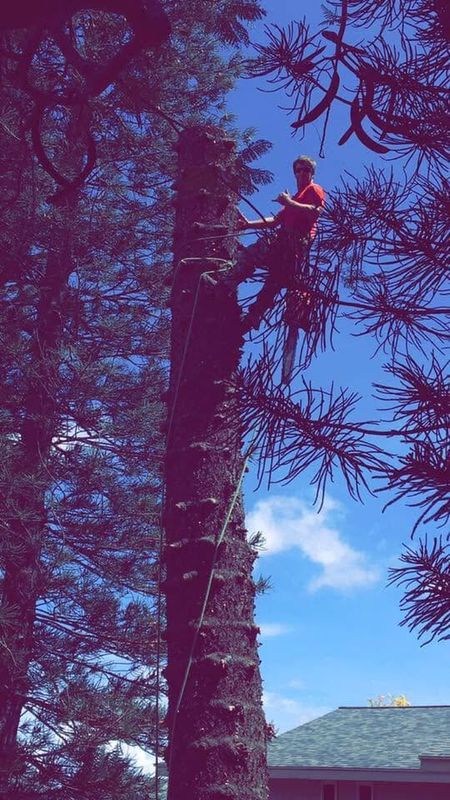 Tree Health Assessment
